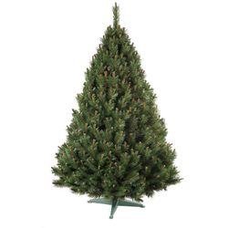 Nohel 91412 Vánoční stromek Borovice, 160 cm, 160 cm